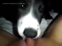 Lick 3 Petsex Com - Beastiality Porn