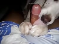 Lick Dick Till Cum Gay Beast Com - Bestiality Porn Video