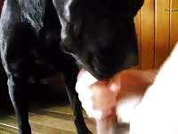 Licking Good Gaybeast.Com - Animal Porn Video