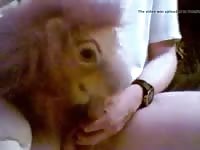 Lion Plush Fun Gaybeast - Bestiality Porn - Katitube Kinky Sex