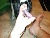 Little Dog Big Bone Gaybeast.Com - Beastiality Sex Tube