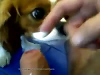 Little Puppy Licks Gaybeast Rip - Animal Sex