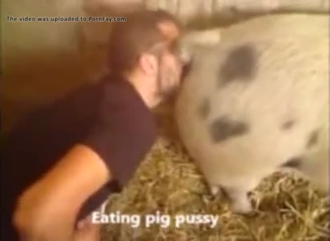 Man Fuck Pig Porn
