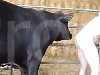 Man And Bull Gaybeast Rip - Animal Porn Movie