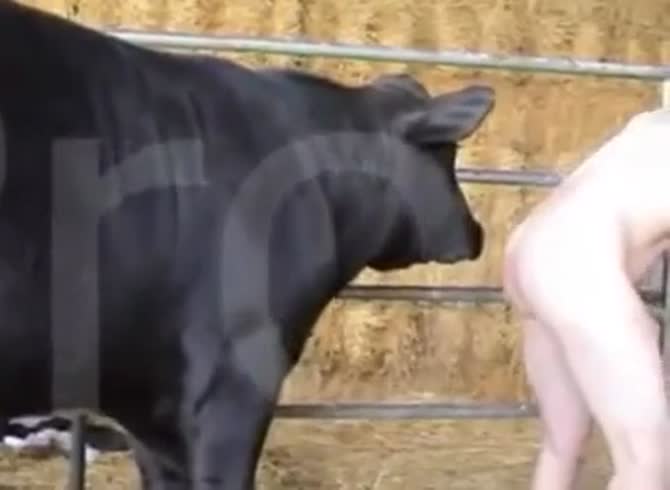 Bull Sex With Woman And Girl - Man And Bull Gaybeast Rip - Animal Porn Movie - Katitube Kinky Sex