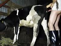 Cow Shaggin 1 Gaybeast.Com - Beastiality XXX Sex Video - Katitube Kinky Sex
