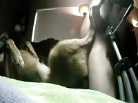 Man And Dog 21 Gay Beast Com - Beastiality Sex Video
