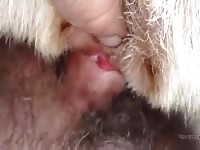 Man Fingering Fucks And Creampies Stray Female Dog Close Up Gaybeast - Bestiality Porn Movie