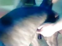 Man Fuck Dog 23 Gay Beast Com - Animal Porn Video