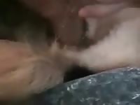 Man Fuck His Female Dog Gaybeast.Com - Beastiality Sex Porn Video