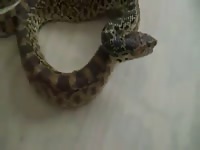 Man Fucks Female Snake - Animal sex snake man fuck big female pyton2 - Katitube Kinky Sex