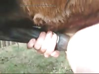 Man Fucked By Horse Gaybeast Rip - Animal Porn Movie