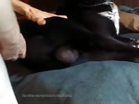 Man Fucking Black Dog Gaybeast - Beastiality Porn Tube