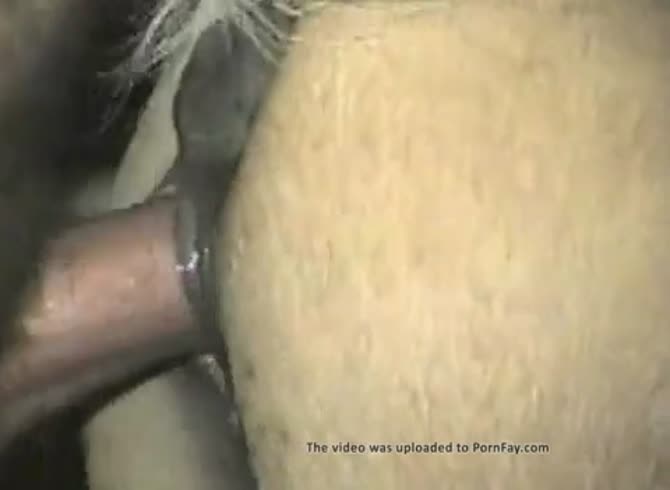 Man Fucks Mini Mare - Man Fucks And Cums In His Mare Gaybeast.Com - Beastiality XXX Porn Tube -  Zoo Porn Horse, Zoo Porn With Men at Katitube
