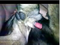 Man Fucks Dog In Ass Gay Beast Com - Bestiality Sex Video
