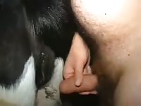 Man Fucks Mare 9 Gaybeast.Com - Animal Porn Video
