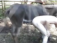 Man Gets Donkey Dick Up Ass Gaybeast Rip - Animal Sex Porn Video