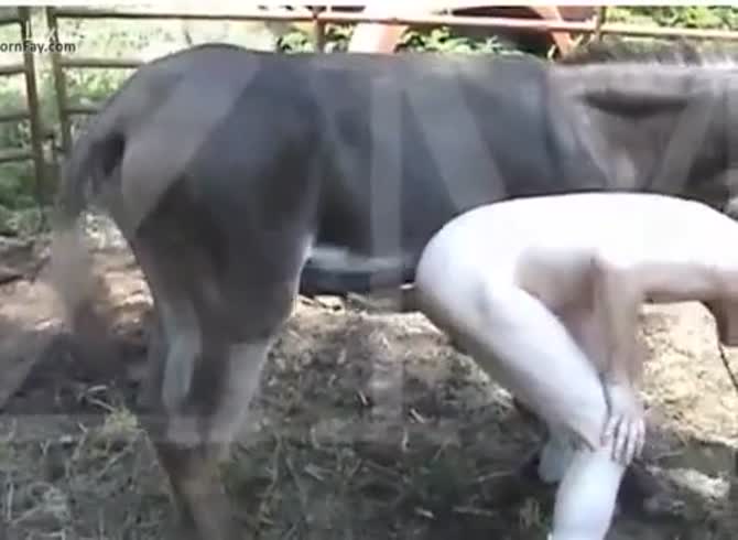 Man Gets Donkey Dick Up Ass Gaybeast Rip - Animal Sex Porn Video - Katitube  Kinky Sex