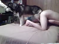 Man Gets Gucked By Dog Gaybeast - Animal Sex Movie