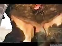 Man Is Fucked By A Bull