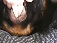 Man Penetrates Female Rott Gaybeast.Com - Bestiality Porn Movie