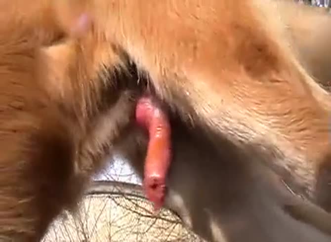 Gay Dog Dick Porn - Man Plays With Dog Penis Gaybeast.Com - Animal Sex Video - Katitube Kinky  Sex