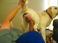 Man Suck Very Big Dog Cock Gaybeast Rip - Zoo Xxx Sex Video