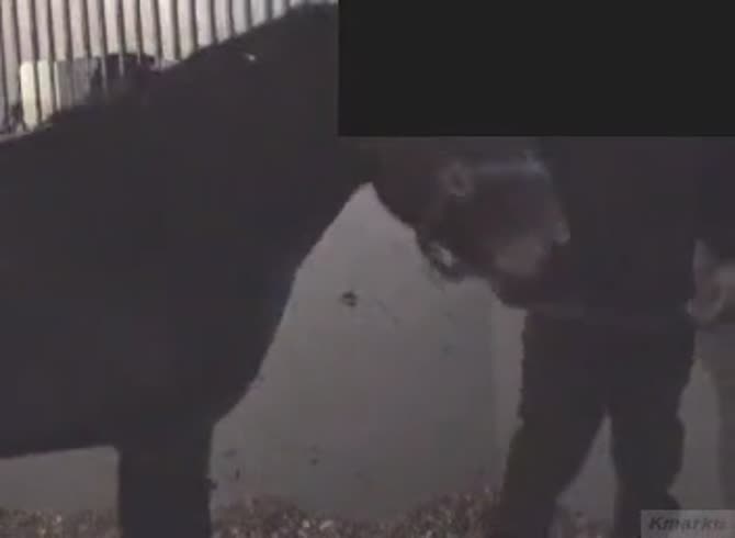 670px x 490px - Man Tries To Get Fucked By Horse - Zoo Porn Horse at Katitube