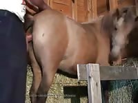 Man With Mare 2 Gaybeast Rip - Animal Sex Video