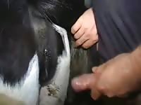 Man With Mare 3 Gaybeast - Bestiality Porn