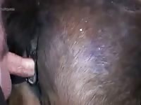Mare Creampie 6 Gaybeast Rip - Bestiality Porn Video