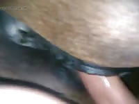 Mare Fuck Close Up Gay Beast Com - Animal Sex Tube