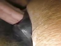 Mare Pussy Fucked Gaybeast.Com - Bestiality Porn Tube
