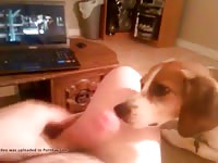 Me And My Beagle Love Gaybeast.Com - Beastiality Sex
