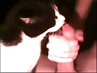 Cats Sex Porn - Pleasuring Cat In Heat Gaybeast.Com - Beastiality Sex - Katitube Kinky Sex
