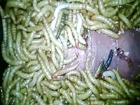 Meal Worms Gaybeast.Com - Bestiality Porn Tube