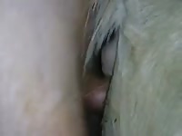 Mini Mare Fuck Gay Beast Com - Beastiality Sex Porn Video