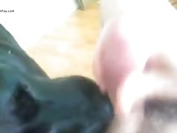 My Dog Lick My Cock Gay Beast Com - Bestiality Porn