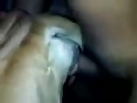 Piece Of Cock In Woman Gay Beast Com - Animal Sex Porn Tube