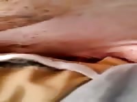 Pig 2 Gaybeast.Com - Animal Porn Movie