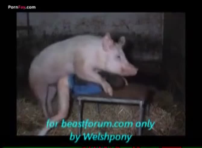 Men Fuck Pig Zoo Porn