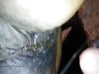 Pissing On A Dirty Mare Pussy With Wink Gaybeast Rip - Bestiality Porn Tube