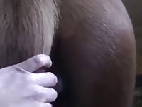 Play With Mares Part I Gaybeast.Com - Animal Sex Porn Movie