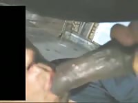 Pony Blowjob Gaybeast Rip - Beastiality Sex Porn