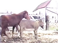 Pony On Donkey Anal Gaybeast - Beastiality Porn Movie