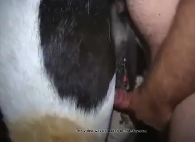 Cowsexvideo - Poor Cow Gets A Big Hard One Under Her Tail 1 Gaybeast.Com - Animal Sex Porn  Video - Katitube Kinky Sex