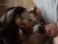 Puppy Licking Gaybeast Rip - Bestiality Porn Movie