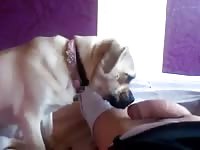 Puppy Licks 2 Gay Beast Com - Beastiality Sex Video