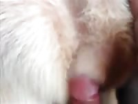 Pussy Dog 1 Gaybeast Rip - Animal Sex