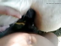 Que Hermosa Yeguita Gaybeast - Bestiality Sex Video